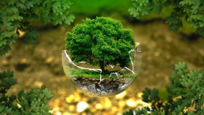 Día Mundial de la Ecología / del Veganismo