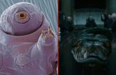 Así es Nagini, el tardígrado “indestructible” nombrado en honor a un personaje de Harry Potter