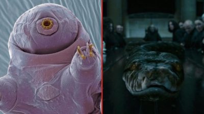 Así es Nagini, el tardígrado “indestructible” nombrado en honor a un personaje de Harry Potter