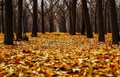 Qué hacer con las hojas secas que se caen en otoño