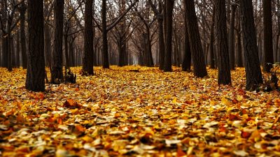 Qué hacer con las hojas secas que se caen en otoño