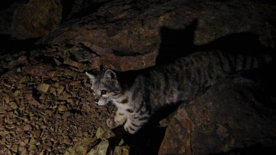 El gato ‘fantasma’ de los Andes que los científicos tratan de proteger