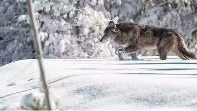 Un parásito ayuda a los lobos a convertirse en líderes