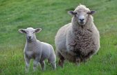 Los rebaños de ovejas se mueven obedeciendo a una inteligencia colectiva