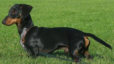 Arqueólogos dicen que los perros salchicha podrían haber sido hechos para luchar contra los osos en el Coliseo de la antigua Roma