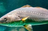 El pez más estrepitoso: Genera un ruido más fuerte que el despegue de un avión