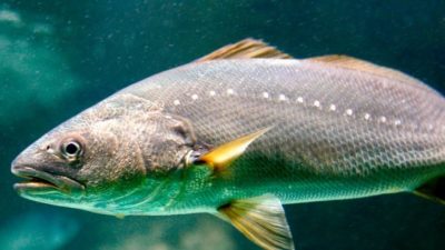 El pez más estrepitoso: Genera un ruido más fuerte que el despegue de un avión