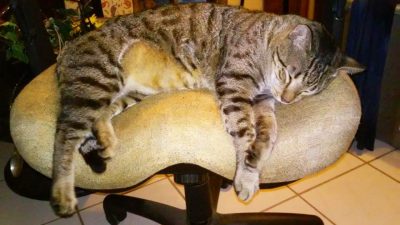 Explican científicamente por qué los gatos tienen siete vidas