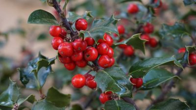 El acebo: mucho más que un símbolo navideño