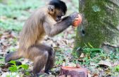Herramientas atribuidas a los antiguos humanos fueron hechas por antepasados de monos capuchinos