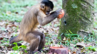Herramientas atribuidas a los antiguos humanos fueron hechas por antepasados de monos capuchinos
