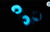 Descubierta nueva y misteriosa especie bioluminiscente en Australia
