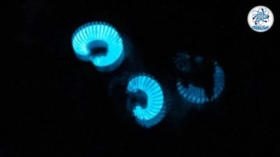 Descubierta nueva y misteriosa especie bioluminiscente en Australia