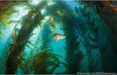 Hallan un bosque submarino de algas gigantes al sur de las Galápagos