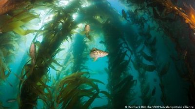 Hallan un bosque submarino de algas gigantes al sur de las Galápagos