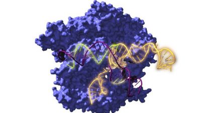 Resucitan ancestros de la herramienta de edición genética CRISPR de hace 2.600 millones de años