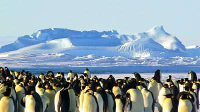 Veinte años caminando entre pingüinos antárticos