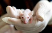 La reprogramación genética en ratones que podría traer el elixir de la juventud