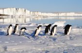 Día de Concienciación por los Pingüinos
