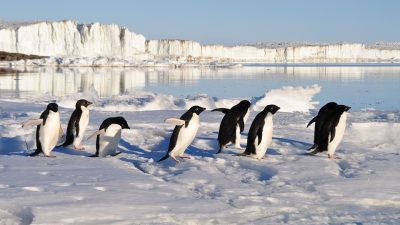 Día de Concienciación por los Pingüinos