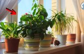 5 mejores plantas que no deben faltar en el hogar: fáciles de conseguir