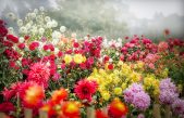 ¿De dónde vienen tus plantas? La respuesta puede sorprenderte