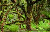 Día Internacional de los Bosques