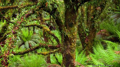 Día Internacional de los Bosques