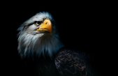 Esta águila prehistórica era casi tan gigantesca como las de ‘El señor de los anillos’
