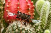 Robot insectoide capaz de volar incluso con daños