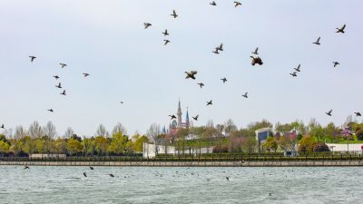 Shanghai Disney Resort acoge más de 120 especies de aves