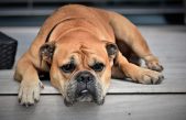 Aburrimiento, ¿el mal de los tontos y los ociosos?