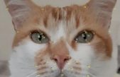 Investigadores israelíes desarrollaron un modelo de inteligencia artificial capaz de detectar el dolor en los felinos