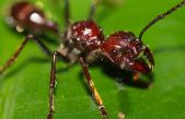 Así es la hormiga bala, la especie de insecto más peligrosa que se conoce en el Amazonas