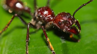 Así es la hormiga bala, la especie de insecto más peligrosa que se conoce en el Amazonas