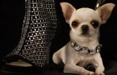 Una chihuahua de 9 centímetros es el perro más pequeño del mundo, según el libro Guinness de los récords