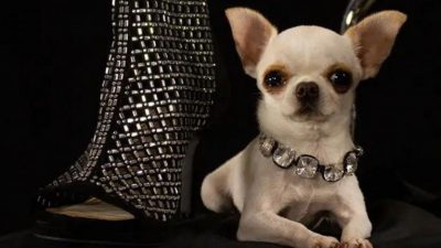 Una chihuahua de 9 centímetros es el perro más pequeño del mundo, según el libro Guinness de los récords