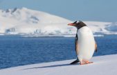 Los pingüinos juegan un papel clave en el reciclaje de hierro en las aguas de la Antártida