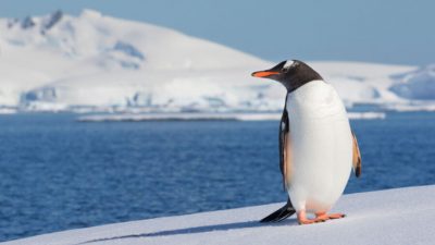 Los pingüinos juegan un papel clave en el reciclaje de hierro en las aguas de la Antártida