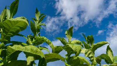 Investigadores logran captar los sonidos que emite una planta por estrés