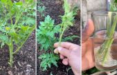 Truco para podar tus tomates + qué hacer con las podas