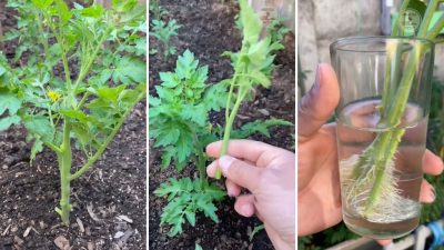 Truco para podar tus tomates + qué hacer con las podas