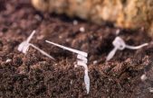 Robot semilla biodegradable