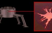 Robots con neuronas vivientes