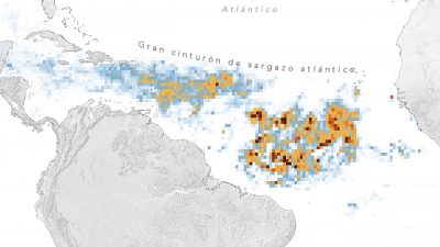 Enorme proliferación de algas marinas en el Atlántico