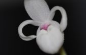 Mexipedium xerophyticum: la orquídea mexicana que lucha contra la extinción de su especie