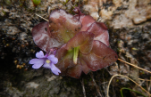 Descubiertas dos nuevas especies de plantas carnívoras en los Andes de Ecuador