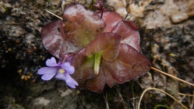 Descubiertas dos nuevas especies de plantas carnívoras en los Andes de Ecuador