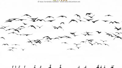Día Mundial de las Aves Migratorias