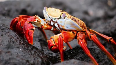 ¿Sienten los cangrejos? ¿Y las plantas? La consciencia no es exclusiva del ser humano